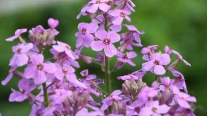 Вечерница матроны (Hesperis matronalis)