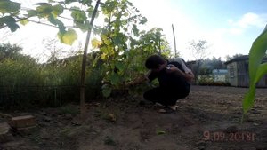 Мой виноград. Вэлиант. Замер сахаристости.
