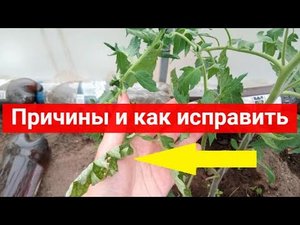 Что делать если скручиваются листья у томатов. Причины и как исправить