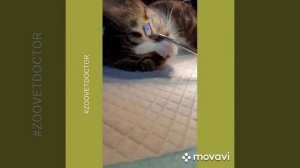 болезни глаз собак кошек симблефарон советы ветеринара история спасения как лечить что делать помощ