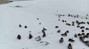 Утки зимой на Волге. Тольятти. Набережная в Комсомольском районе.