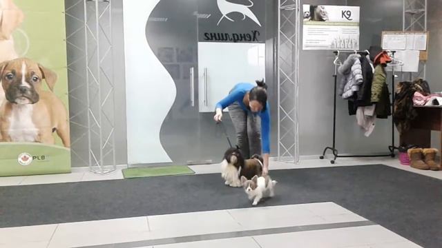 Леди ( ши тцу) тренировка смотреть онлайн