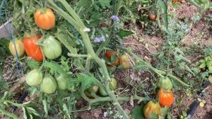 КОЛЛЕКЦИОННЫЕ ТОМАТЫ 2023/ Обзор Сортов Томата