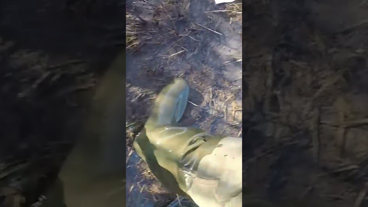 ЛОВЛЯ КАРАСЯ НА ПОПЛАВОЧНУЮ УДОЧКУ #рыбалка #shortvideo #ловлякарася #рыбалка2023