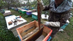 КАК ОБЪЕДИНИТЬ ПОЙМАННЫЙ РОЙ С ОТВОДКОМ ПОСЛЕ МЕДОСБОРА В БЕЗВЗЯТОЧНЫЙ ПЕРИОД.