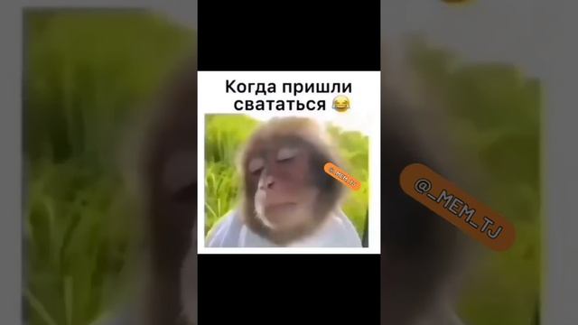 Когда пришли свататься в Таджикистане ???