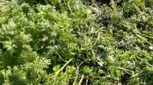 #дача #сидераты #фацелия / Фацелия ( лат. phacelia). Заделка сидерата в почву.  Часть III