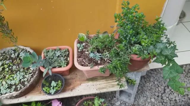 Meu varal com galão de amaciante cheio de suculentas! смотреть онлайн