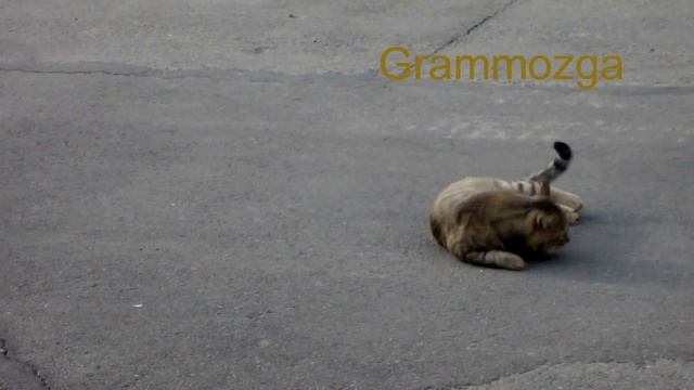 Очень странный кот! Very unusual cat!