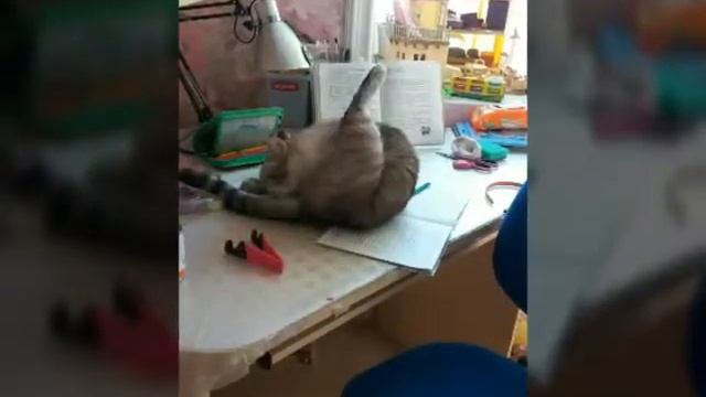 Первое видео, знакомство с нами. | КОТЯЛЬЯНОР ТАЙСКИЙ смотреть онлайн