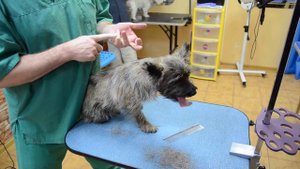 Стриппинг Керна