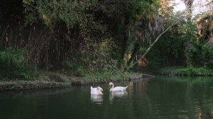 Белые лебеди. Инструментальная музыка Сергея Чекалина. Музыка для души.