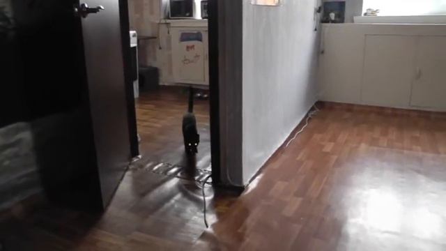 Котэ приносит игрушку смотреть онлайн