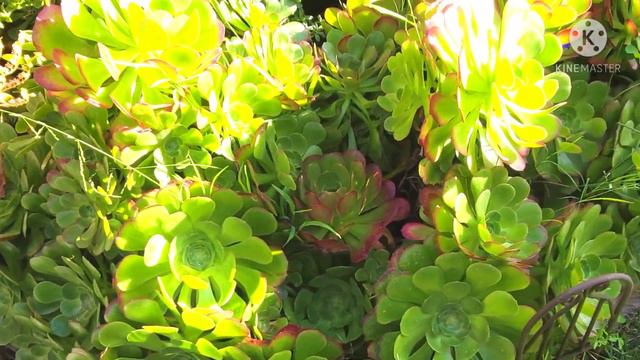 GHOSTIES,AEONIUM AND JADE смотреть онлайн