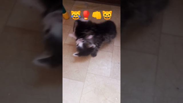 Повседневные будни котят 🐱 24 дня от рождения... смотреть онлайн