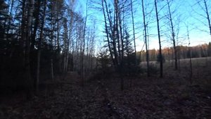 Подманил лосей. Соль для лосей.