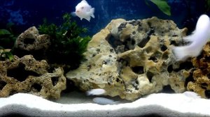 Цихлидник на подокойнике