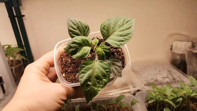 Урожай томатов на подоконнике "Изгнание из Рая" - сворачиваю домашний огород Перевалка рассады перц смотреть онлайн