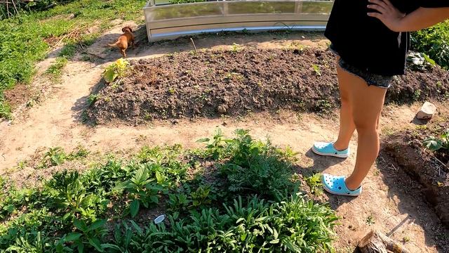 #30/2023/ Привезли МАКИ и новые ХОСТЫ / Пололи весь день / МыЖеНаТы смотреть онлайн