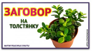 Приметы о денежном дереве. ЗАГОВОР НА ДЕНЬГИ НА ТОЛСТЯНКУ.