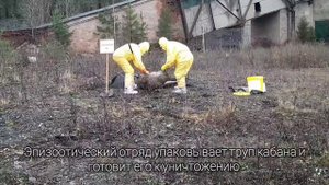 Учения по ликвидации условного очага африканской чумы свиней прошли в Карелии