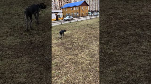 Первые попытки Дорры стойки ( дратхаар ) пять с половиной месяцев.