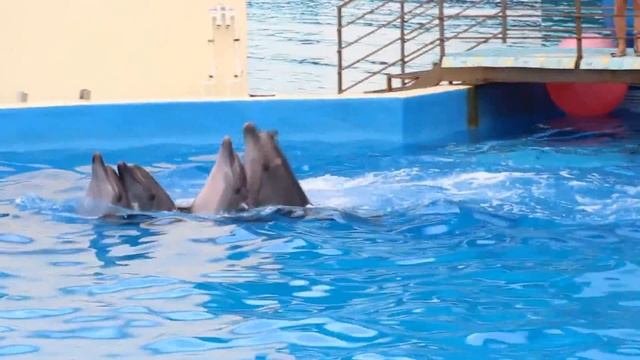 Дельфины танцуют ламбаду)))) смотреть онлайн