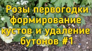 Чайногибридные Розы первогодки. Удаление бутонов , обрезка и формирование кустов. Ч#1
