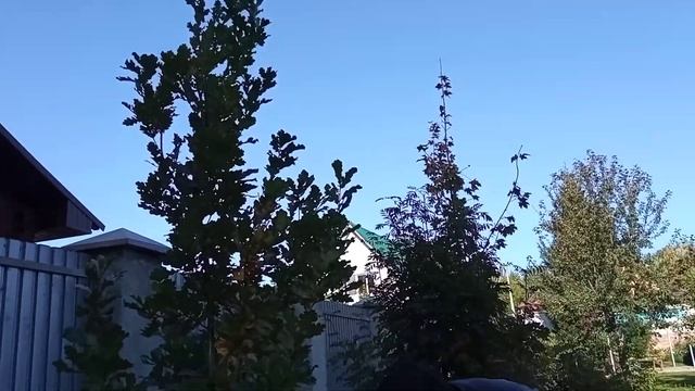 Дуб пирамидальный из жёлудя. Южный Урал. смотреть онлайн