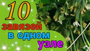 Шикарная урожайность - 10 завязей в одном узле. Лучший топ-огурцов, которые не оставят равнодушными