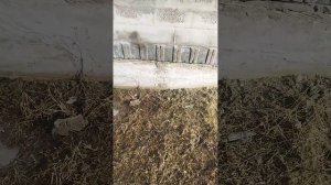 Фундамент Мелкозаглубленная Лента 🎀 После Зимы. Морозное пучение в действии