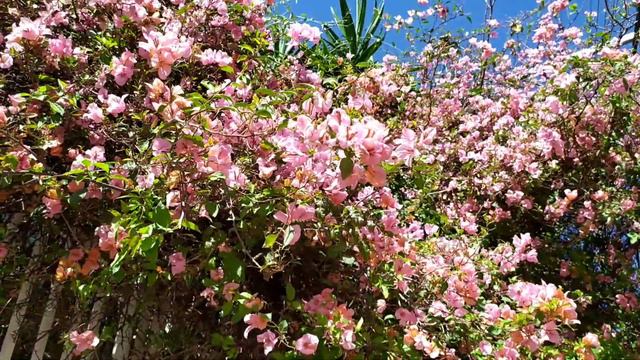 ID HUGH EVANS BOUGAINVILLEA (1) смотреть онлайн