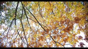 Красивая инструментальная Музыка для души без слов - Золотая осень / Instrumental music