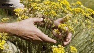 Даже 1 глоток настоя вызывает целительную реакцию! Бессмертник – польза, рецепты, чистка...
