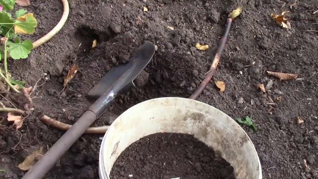 ПЕЛАРГОНИИ ГОТОВЛЮ К ЗИМОВКЕ! смотреть онлайн