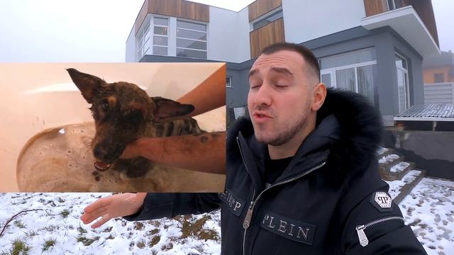 СОБАКУ ЗАСОСАЛО В БОЛОТО ИЗ СМОЛЫ смотреть онлайн