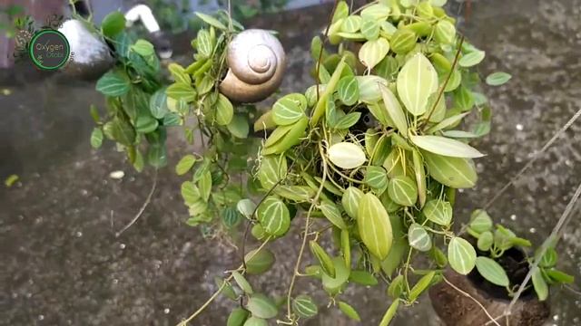 How to growing Dischidia Ovata Watermelon || Hoya dischidia || হয়া ডিসকেডিয়া ওভাটা ওয়াটারমেলন || смотреть онлайн