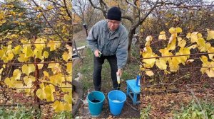 @Обработка винограда осенью Подготовка винограда к зиме
