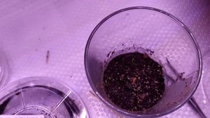 Реально ли вырастить декабристы из своих семян? Часть 4. Новые семена проклюнулись.