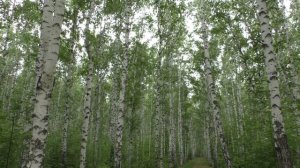 Березовая роща