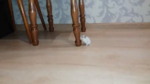 Как приручить хомяка./СОВЕТЫ приручения.