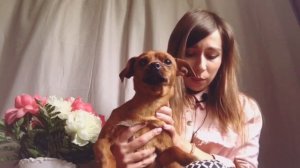 Карликовый пинчер. Наши собаки | Miniature Pinscher