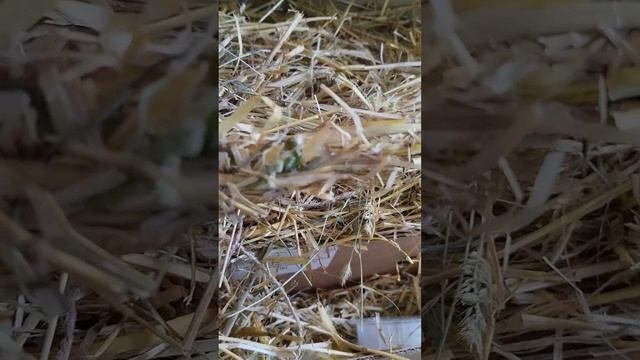 ?очень простой, но очень милый декор для Пасхи?