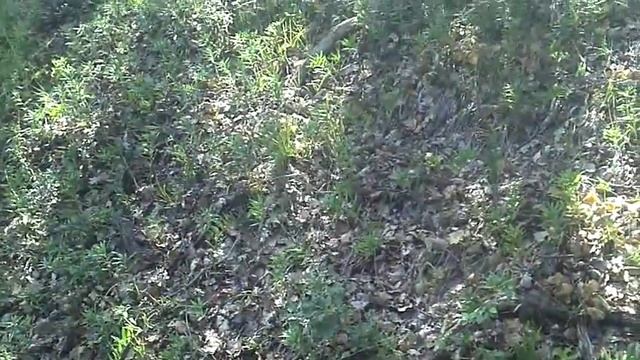 Как выжить в лесу (добыть еду в лесу) смотреть онлайн