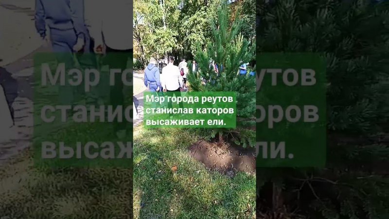 Высадка Елей в городском сквере города Реутов.