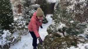 Туи в саду | Зимний обзор