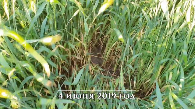 Пшеница от посева до уборки! Сплошной посев и уборка пшеницы 2019!