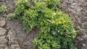 Выращивание хризантемы из семян .Самосев.