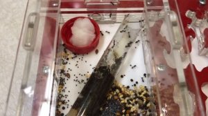 Муравьиная ферма: заселяем колонию муравьев - жнецов ( messor structor)