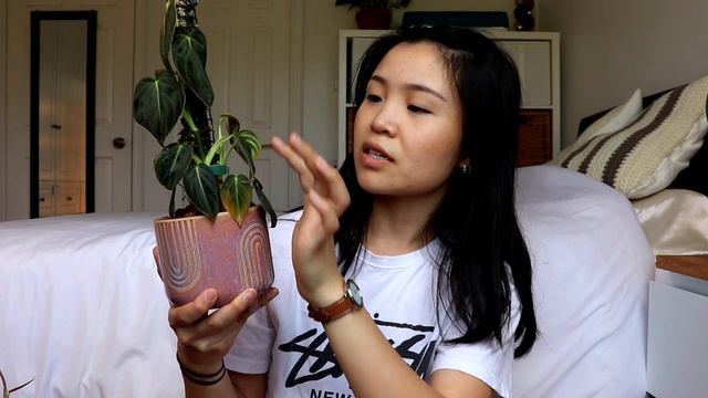 Top 5 Fastest Growing Philodendrons